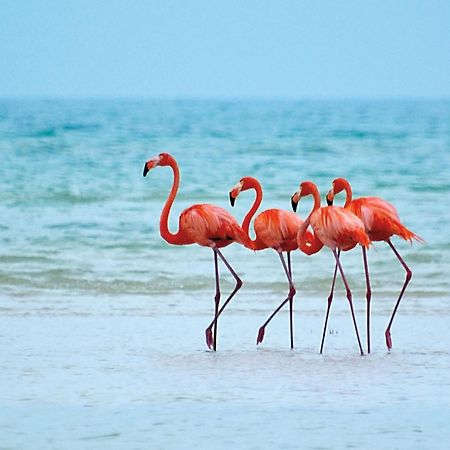 El Corazon Mexican0 Isla Holbox Ngoại thất bức ảnh