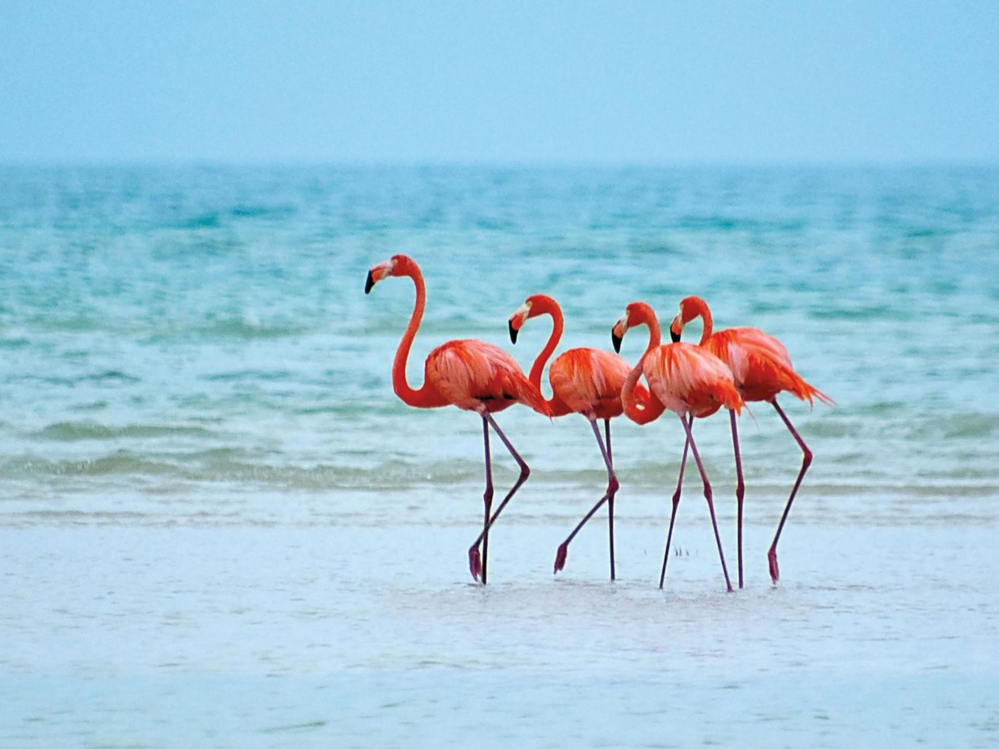 El Corazon Mexican0 Isla Holbox Ngoại thất bức ảnh